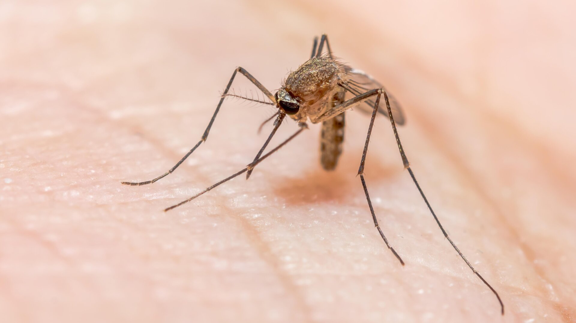 Malaria Diagnosis in Washington First Probable Locally Acquired Case in the State